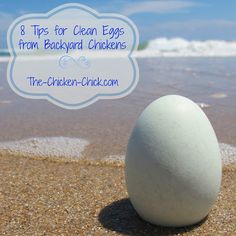 an egg on the beach with text that reads 8 tips for clean eggs from backyard chickens