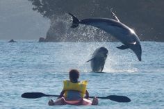 two dolphins jumping out of the water with people in kayaks on their backs watching them