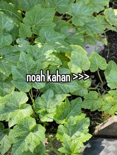 there is a sign that says noah kahan in front of some green plants