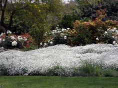 white flowers are in the foreground and bushes behind them, with trees in the background