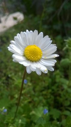 a white and yellow flower in the middle of some green grass with blue flowers behind it