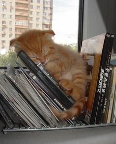 an orange cat sleeping on top of a stack of records