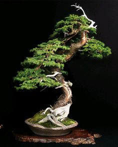 a bonsai tree in a pot on a wooden stand with moss and white branches