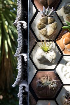 an assortment of air plants on display in a window sill with rocks and succulents