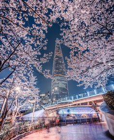 cherry blossoms are blooming on the trees in front of a tall building at night