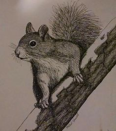 a pencil drawing of a squirrel on a tree branch