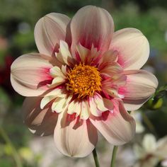 a pink and white flower with yellow center in the middle of it's petals