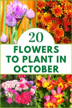 flowers to plant in october with text overlay that reads 20 flowers to plant in october