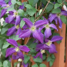 purple flowers growing on the side of a wooden fence