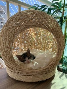 a cat laying in a wicker ball bed on top of a wooden table next to a potted plant