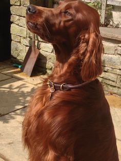 a brown dog sitting on top of a sidewalk