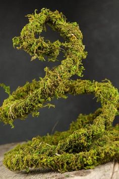 moss growing on top of a piece of wood with the letter s in the middle