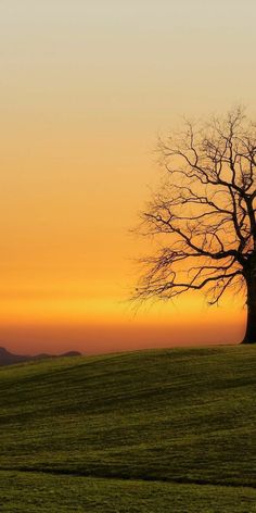 a lone tree stands in the middle of a grassy field as the sun is setting