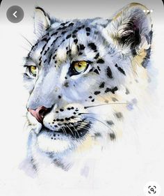 a drawing of a snow leopard's face