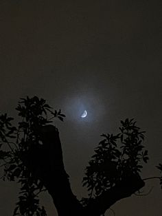 the moon is visible in the dark sky behind a tree with no leaves on it