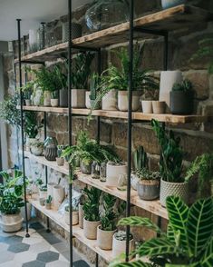 many potted plants are lined up on shelves