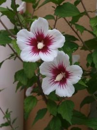 two white and red flowers with green leaves