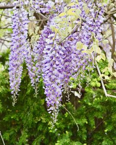 purple flowers hanging from the branches of trees