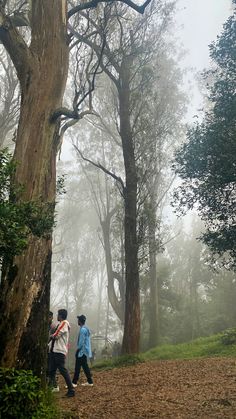 two boys walking in the woods on a foggy day