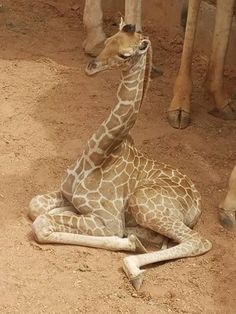 a baby giraffe laying on the ground next to an adult giraffe