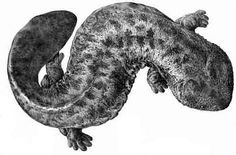 an image of a gecko in black and white