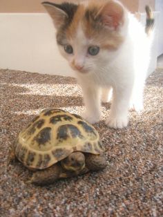 a kitten walking next to a turtle on the ground