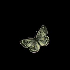 a green and black butterfly flying in the dark