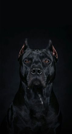 a black dog sitting in the dark with his eyes wide open and looking at the camera