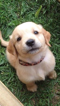 a puppy sitting in the grass looking up