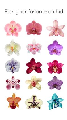 a bunch of flowers that are on top of a white background with the words pick your favorite orchid