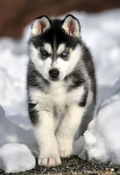 a husky puppy is running through the snow