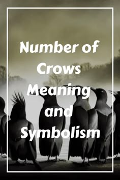 a group of birds standing next to each other on top of a field with the words number of crows meaning and symbolism