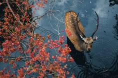 a deer is standing in the water with its head above the water's surface