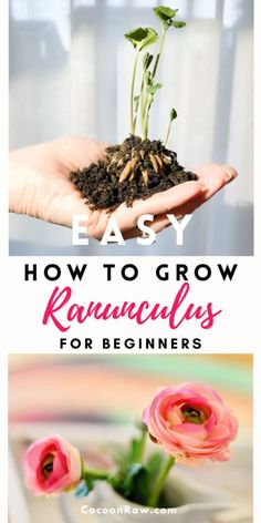 two photos with the words easy how to grow runaways for beginners on them