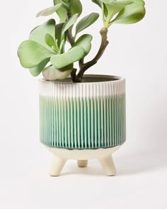 a potted plant with green leaves in it