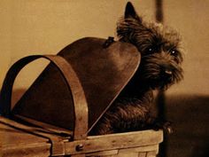 a dog sitting in a basket with a hat on it