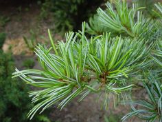 closeup of green needles on a pine tree