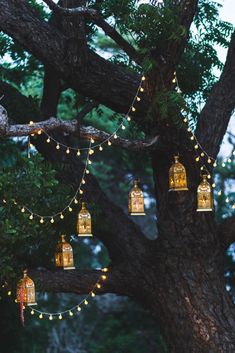 lanterns hanging from a tree in the evening