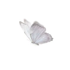 a white butterfly flying through the air