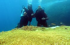 two people in scuba gear standing on a coral reef