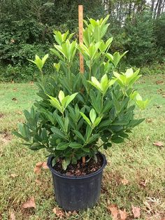 a potted plant with green leaves in the middle of a yard, surrounded by grass and trees