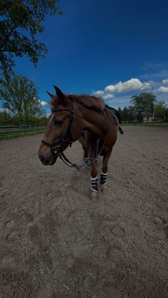 a brown horse standing on top of a dirt field