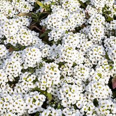 small white flowers with green leaves on them