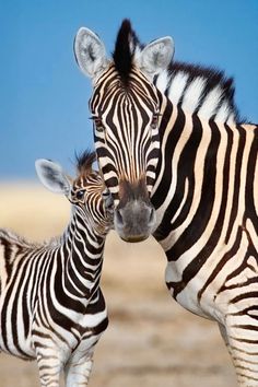 two zebras standing next to each other on a field with blue sky in the background