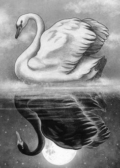 a black and white swan floating on top of the ocean next to a full moon