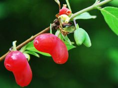 some red berries hanging from a branch with green leaves and water droplets on it's surface