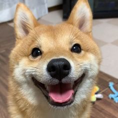 a close up of a dog on a wooden floor with toys in the back ground