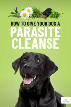 a black dog sitting in front of a green background with the words how to give your dog a parasite cleanse