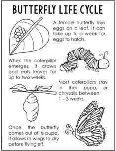 the butterfly life cycle worksheet for kids to learn how to draw and color