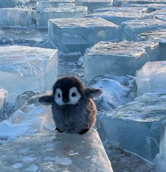 a small penguin sitting on top of ice blocks in the snow and looking at the camera